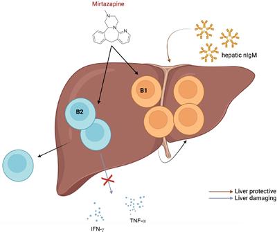 Antidepressants cheer up hepatic B1 B cells: Hope for the treatment of autoimmune liver diseases?